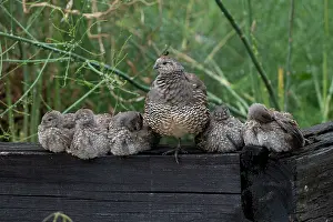 Plume: Male California Quail (Callipepla californica)