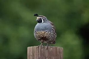 Stump: Male California Quail (Callipepla californica)