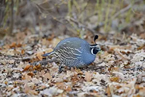 Quails: Male California Quail (Callipepla californica) looking