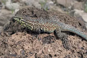 Blotched: Male California Side-Blotched Lizard
