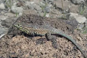 Blotched: Male California Side-Blotched Lizard