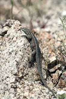 Blotched: Male California Side-Blotched Lizard