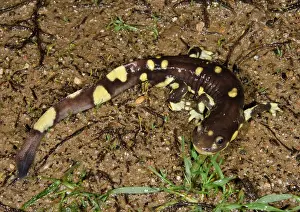 Herps: Male California Tiger Salamander