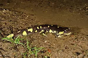 Herps: Male California Tiger Salamander