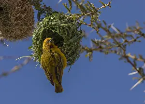 Capensis: Male Cape Weaver, Ploceus capensis at its nest in