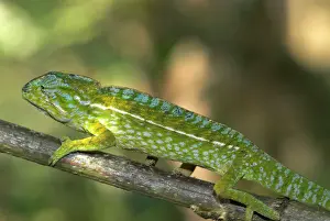 Lateralis: Male Carpet / Jewel Chameleon - on branch