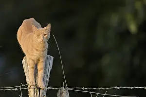 Balanced: Male cat perched on a fence France