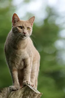 Piles: A male cat perched on a pole and observes France
