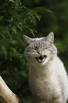 Yawns: Male cat yawning in a garden in France