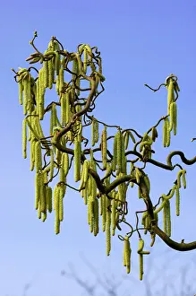 Contorta: Male catkins of Corkscrew Hazel or cobnut