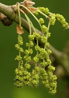 Pedunculate: Male catkins of pedunculate (common) oak, spring