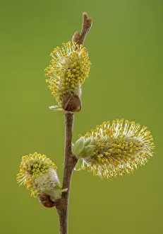Stacked: Male Catkins of Sallow, Salix cinerea, in spring