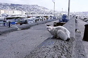 Ports: Male Cats on a wall in the port of Naples Italy