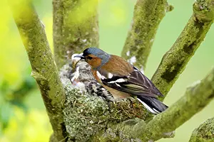Shake: Male Chaffinch (Fringilla coelebs) removing fecal