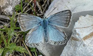 Bob Gibbons: Male Chalk-hill blue, Polyommatus coridon, baski