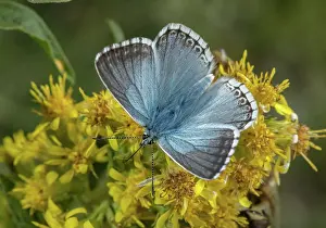 Bob Gibbons: Male Chalk-hill blue, Polyommatus coridon, feedi