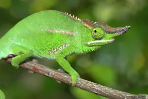 Madagscar: Male Chameleon - on branch