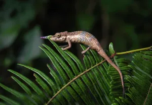 Nosed: A male chameleon (Calumma gallus) in the rainforests of the