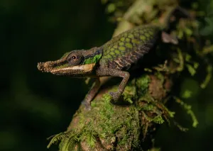 Calumma: Male chameleon (Calumma roaloko) in the rainforests