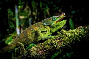 Adaption: Male chameleon of an as yet undescribed species