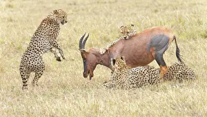 Hartebeest: Four male cheetahs (Acinonyx jubatus) kill an adult