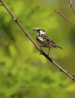 Tennessee: Male Chestnut-sided Warbler