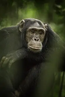 Catarrhini: A male Chimpanzee (Pan troglodytes) rests after