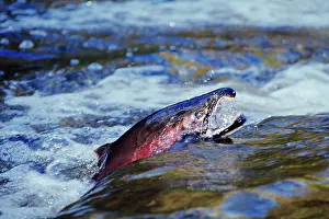 Coho: Male Coho / Silver Salmon - migrating towards spawning beds