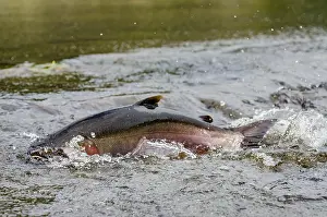 Coho: Male coho or silver salmon (Oncorhynchus kisutch)