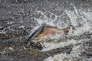 Coho: Male coho or silver salmon (Oncorhynchus kisutch)