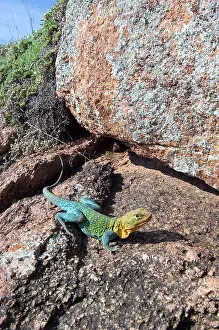 Sunning: Male collared lizard