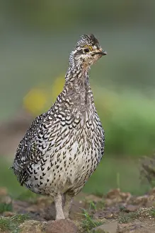 Columbian: Male Columbian Sharp-Tailed Grouse