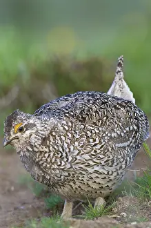 Columbian: Male Columbian Sharp-Tailed Grouse