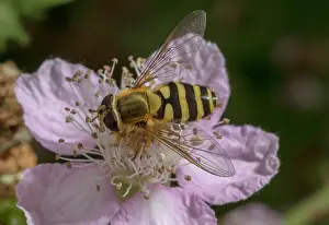 Bramble: Male Common banded hoverfly, Syrphus ribesii feeding