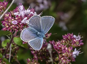 Lepidopterae: Male Common Blue butterfly, Polyommatus icarus