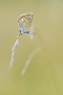 Icarus: grass