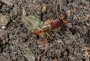 Free: Male Common earwig, Forficula auricularia, scave
