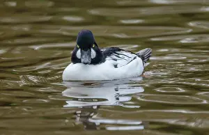 Goldeneye: Male Common goldeneye, Bucephala clangula, on la