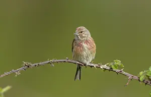 Linnet: Male Common linnet, Linaria cannabina, perched o