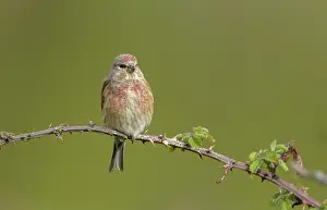 Carduelis: Male Common linnet, Linaria cannabina, perched o