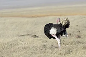 Ostrich: Male Common Ostrich (Struthio camelus) cleaning