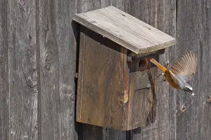 Entrance: A male common redstart (Phoenicurus phoenicurus)