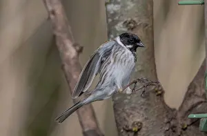 Feeder: Male Common reed bunting, Emberiza schoeniclus