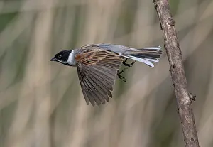 Soaring: Male Common reed bunting, Emberiza schoeniclus