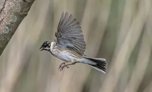 Soaring: Male Common reed bunting, Emberiza schoeniclus