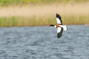 Shelduck: Male Common Shelduck (Tadorna tadorna ) in flight