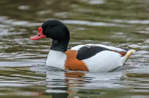 Shelduck: Male Common shelduck, Tadorna tadorna, swimming