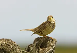 Miliaria: Male Corn Bunting - on song perch, spring breeding season