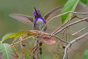 Calypte: Male Costa's Hummingbird (Calypte costae) with