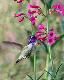 Costae: Male Costa's Hummingbird (Calypte costae) feeding